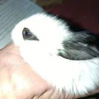 بچه خرگوش خوشگل نژاد بتمن ی .