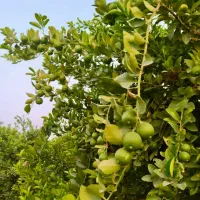 باغ لیمو برنطین