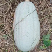 کدو|خوردنی و آشامیدنی|فومن, |دیوار