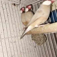 فنچ شکلاتی|پرنده|شیراز, حافظیه|دیوار