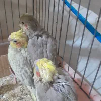 جوجه عروس هلندی یک ماهه