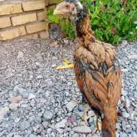 جوجه لاری