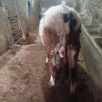 یک راس گوساله نر داشتی درجه یک