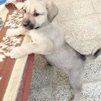 توله ۷ ماهه ماده سرابی