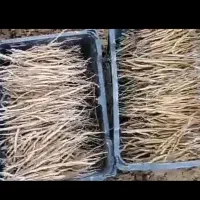 نهال انغوزه شیرین