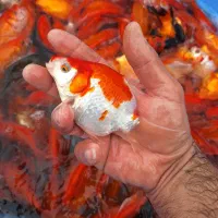 مولد ماهی قرمز