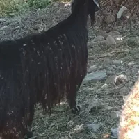 بز بزغاله