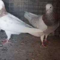 کفتر شازده هما