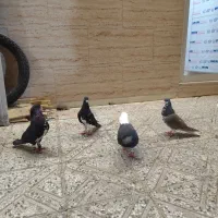 کفتر|پرنده|شیراز, ده پیاله|دیوار