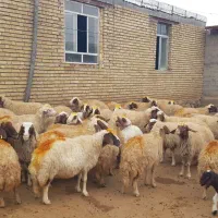 ۴۰ راس میش سنجابی|حیوانات مزرعه|ماهیدشت, |دیوار