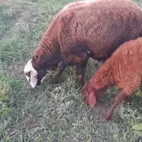 قوچ گوسفند نر بره قوچ|حیوانات مزرعه|نکا, |دیوار