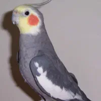 پرنده