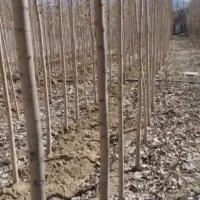 چنار( قلم چنار ) رایگان