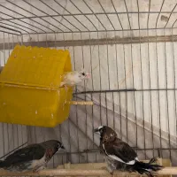 فنچ بنگالی جفت