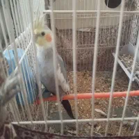 عروس هلندی