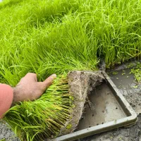 فروش تیم بانک نشا