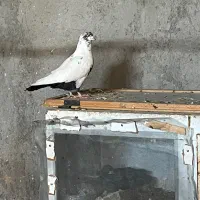 دم موشکی.دم سیاه..هر دو چند تیزی به اخر.|پرنده|سبزوار, قصبه شرقی|دیوار