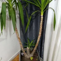 درختچه یو کا سه تنه