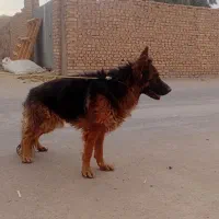 سگ ژرمن شپرد