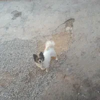 ژرمن و پاکوتاه|سگ|شهرکرد, |دیوار