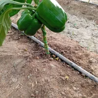 فلفل دلمه شیرین|خوردنی و آشامیدنی|هامون, |دیوار