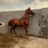 اسب عرب