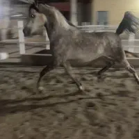 نریان عرب  دوسر خارجی