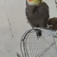 عروس هلندی|پرنده|خاش, |دیوار