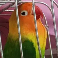 طوطی برزیلی