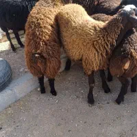۱۴راس بره نرافشاری پای پروار جفتی ۷۲کیلو
