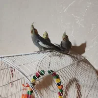 عروس هلندی نر و ماده دو ماهه|پرنده|لاهیجان, آهندان|دیوار