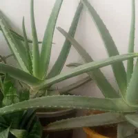 گل آلوورا|گل و گیاه طبیعی|نیشابور, گنبد سبز|دیوار