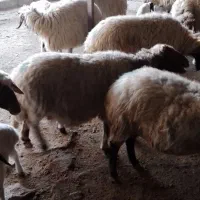 گوسفند میش وبره|حیوانات مزرعه|ملکشاهی, |دیوار