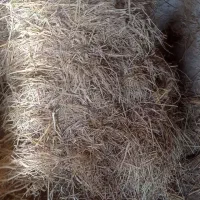 سرچینا|لوازم جانبی حیوانات|کوچصفهان, |دیوار