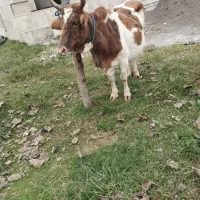 گاو چالوسی|حیوانات مزرعه|فومن, |دیوار