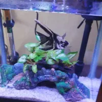 اکواریوم کوچک