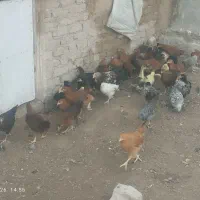 جوجه مرغ|حیوانات مزرعه|سیدآباد, |دیوار