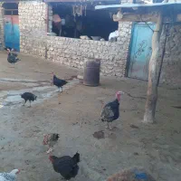 بوقلمون|پرنده|کوهدشت, |دیوار