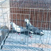 کبوتر خوب|پرنده|قم, آزادگان|دیوار