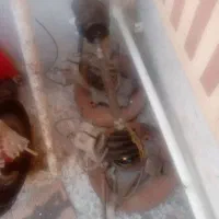 سرسیلندر سمند موتورملیef7|قطعات یدکی و لوازم جانبی|چابهار, |دیوار