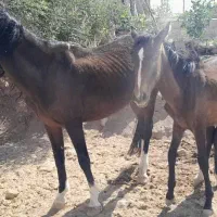 اسب مادیان و کره