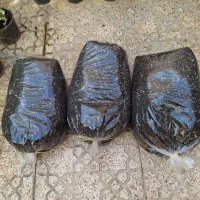 نخل قیمت 90|گل و گیاه طبیعی|اردبیل, |دیوار