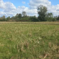 فروش شالیزار مکانیزه به متراژ ۱۵۶۰ متر مربع