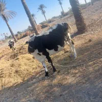 فروش فوری|حیوانات مزرعه|توکهور, |دیوار