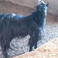 یک عدد نر بز سیا دوبر جنس دار