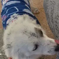 سگ پامر اشپیتز|سگ|فولادشهر, زاینده رود|دیوار