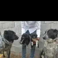 واگذاری توله سگ قدرجونی خالص به شرط