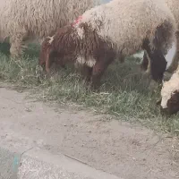 بره نر کیلوویی 1050هزار تومان