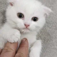 گربه اسکاتیش سفید|گربه|پردیس, فاز ۲|دیوار