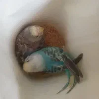 دو عدد جوجه مرغ عشق آماده اموزش